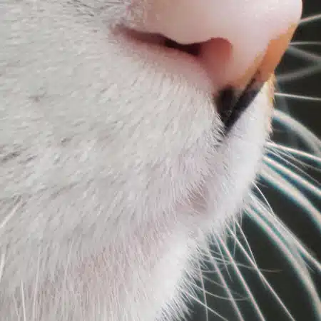 日向夏