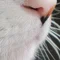 日向夏