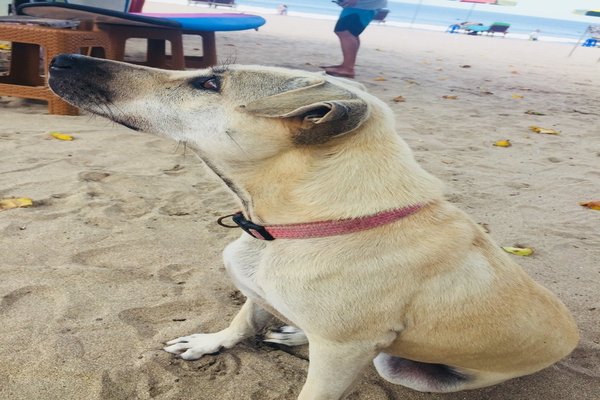 むく犬 の新着タグ記事一覧 Note つくる つながる とどける