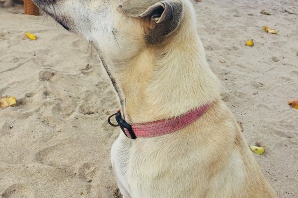 むく犬 の新着タグ記事一覧 Note つくる つながる とどける むく犬 の新着タグ記事一覧 Note つくる つながる とどける