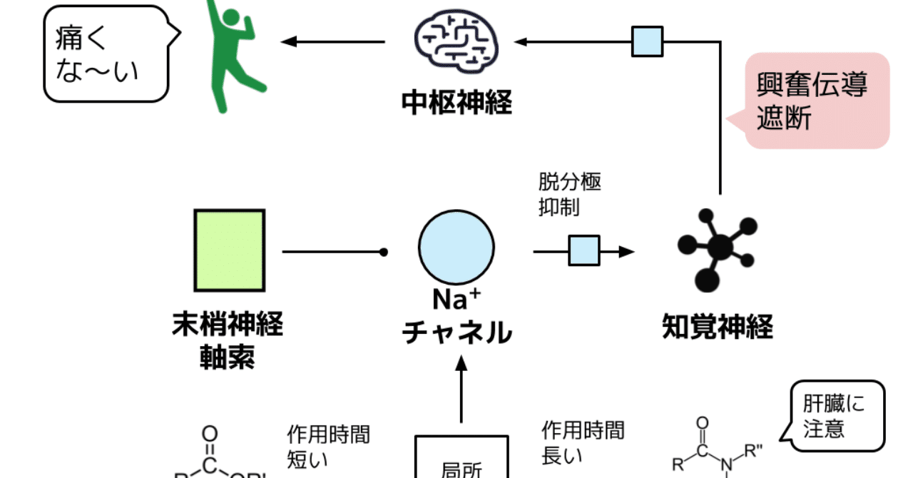 局所麻酔薬を図解してみました|キユシト 局所麻酔薬を図解してみました|キユシト