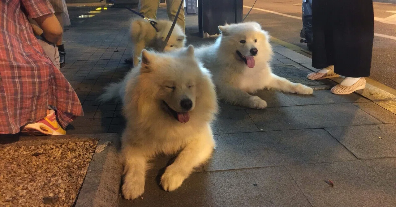 犬図鑑 − サモエド犬① −｜JACK & OSCAR