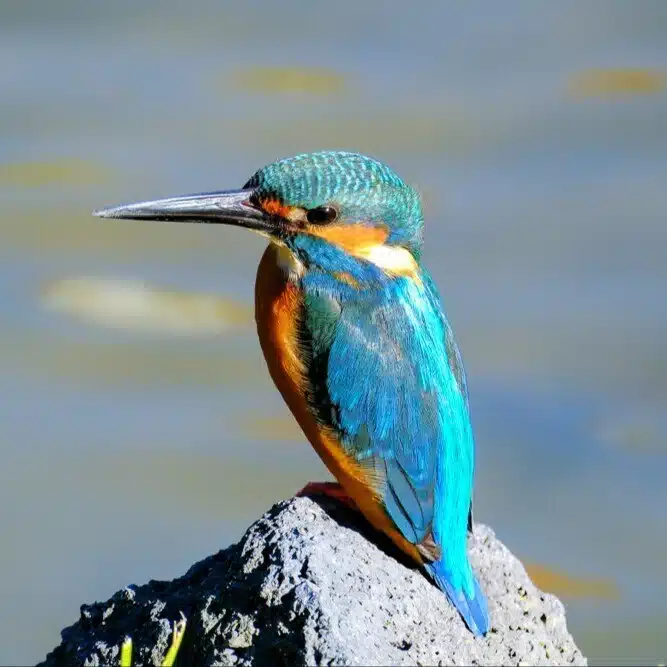 Photographer non🐤