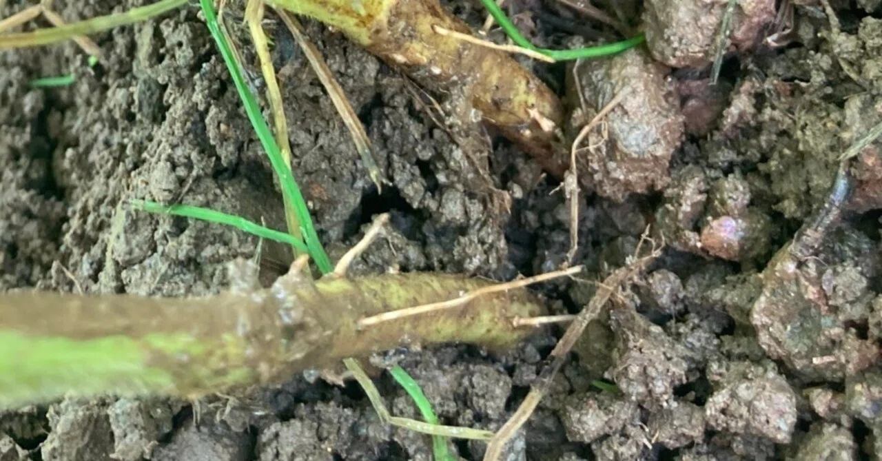大豆の不定根、確認したら生えていた。｜マルカワみそ農園