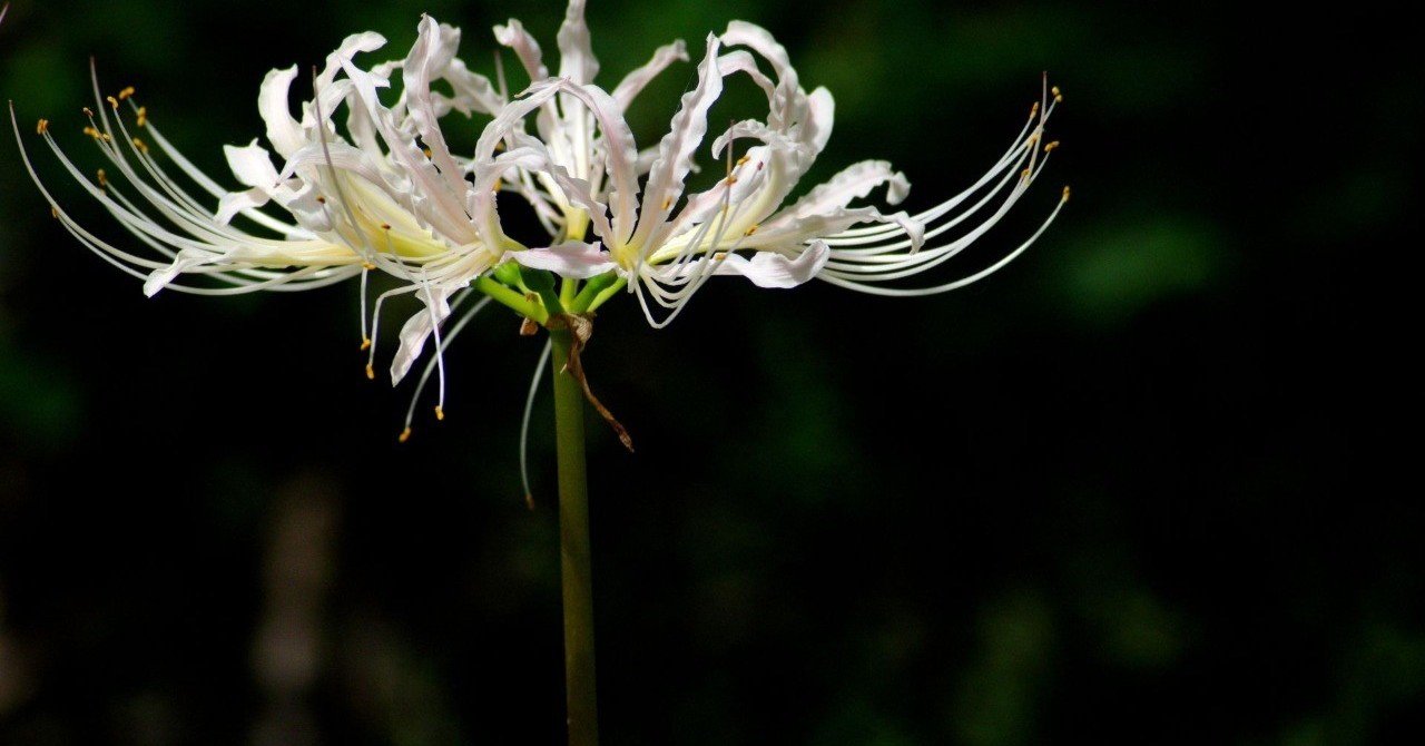 OSAWA MC 70-210mmF4-5 MACROというよくわからないレンズ｜夢望庵