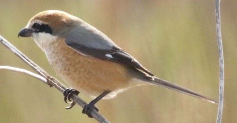 野鳥の種類 の新着タグ記事一覧 Note つくる つながる とどける