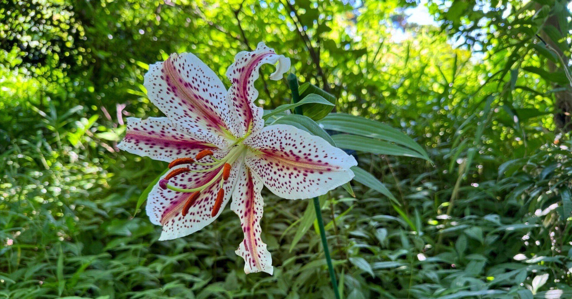 ◆希少・銘品【神奈川県産・ベニスジヤマユリ】◆ 開花球根 山野草 ユリ 百合！ 涼し気で上品な花・ベニスジヤマユリ｜Cressonboy