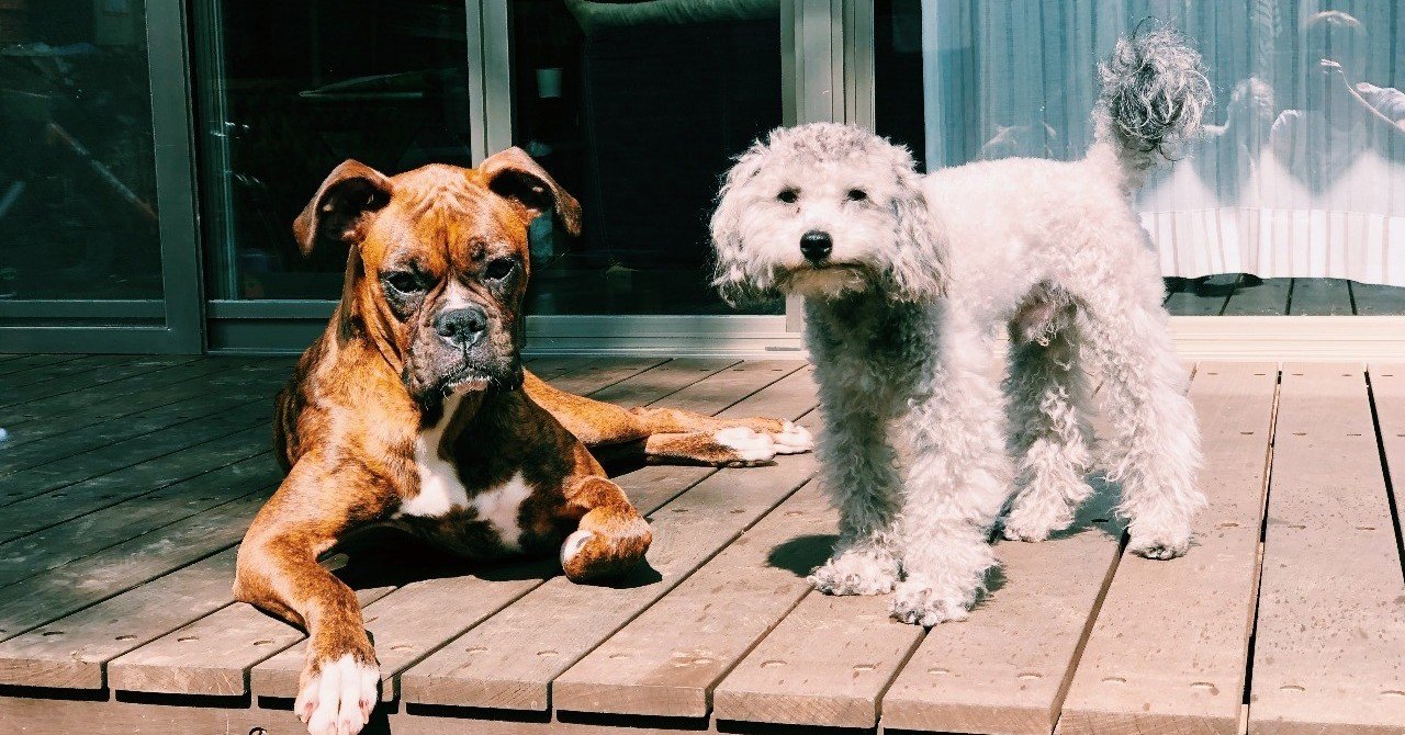犬を連れてオーストラリアに引っ越す方法 一戸 恵梨子 Note