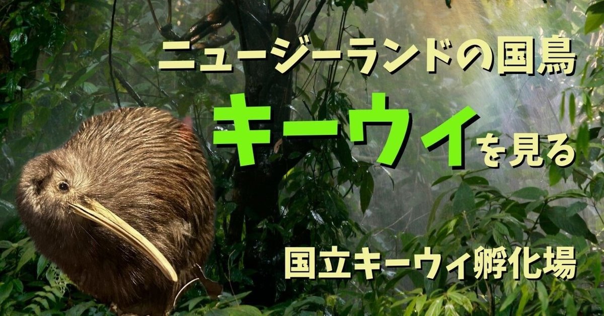【ギフ_包装】 ニュージーランドの国鳥「キーウィ」を間近で見られる「The コレクション