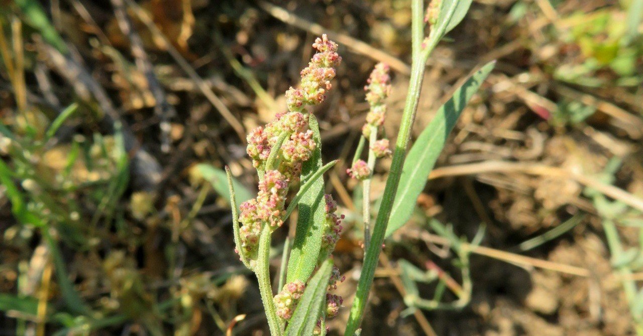 ホソバアカザ（仮称）｜Eiko Toda｜note