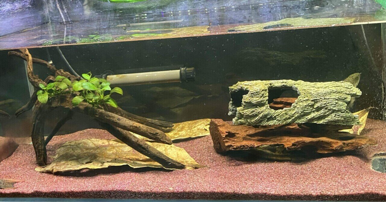 アクアリウム 水槽 3点セット 古代魚