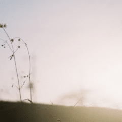 伽藍とバザール Vol.2｜Sayaka Ishizuka