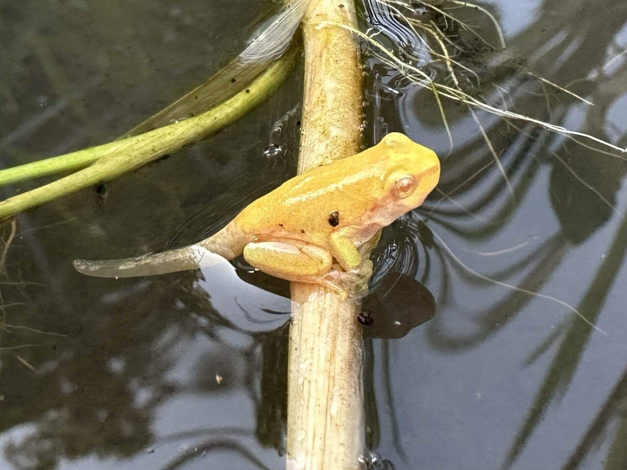 透明なメスのカエルを捕まえた奥様、ついに繁殖開始！ アルビノアマガエル ＋ ノーマル