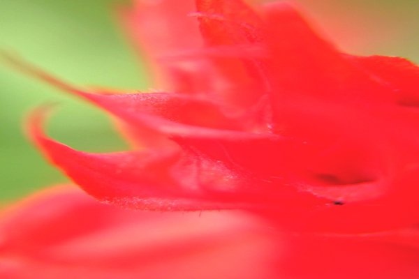 サルビアの花 の新着タグ記事一覧 Note つくる つながる とどける
