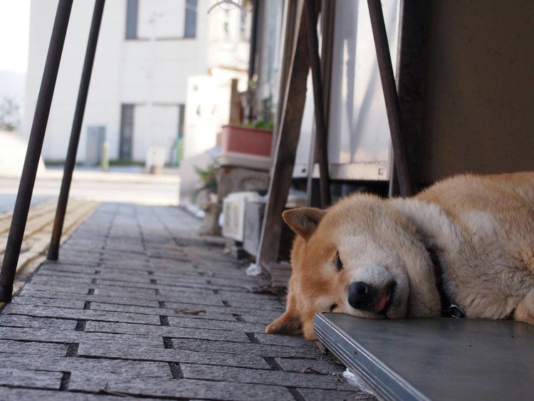 人も犬も舌を出して寝てると、気持ち良さそうだ