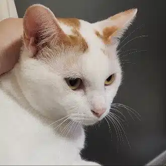 伊織
