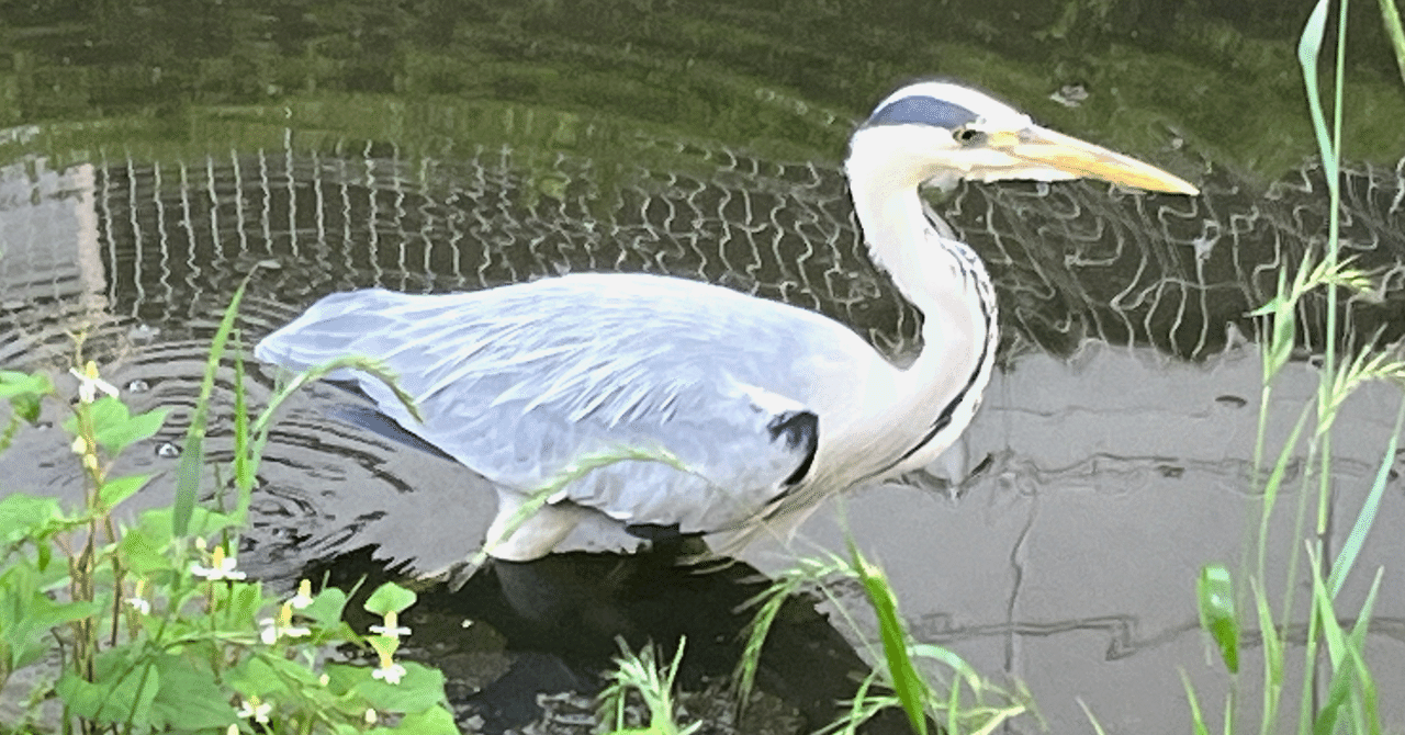 RADIO:【知らないとこから、こんにちは】|【スエトモさん】