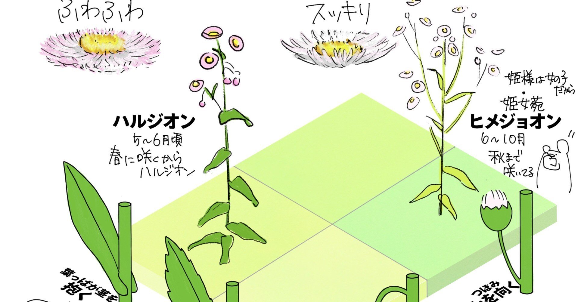 貧乏草 貧乏草って2種類あんねん｜くますけ｜自然ガイド・クリエイター