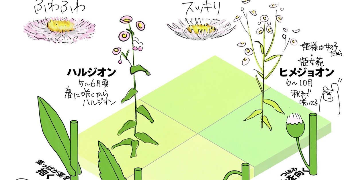 貧乏草 春の道端の雑草】別名「貧乏草」！言い伝え通り、摘んだり折っ
