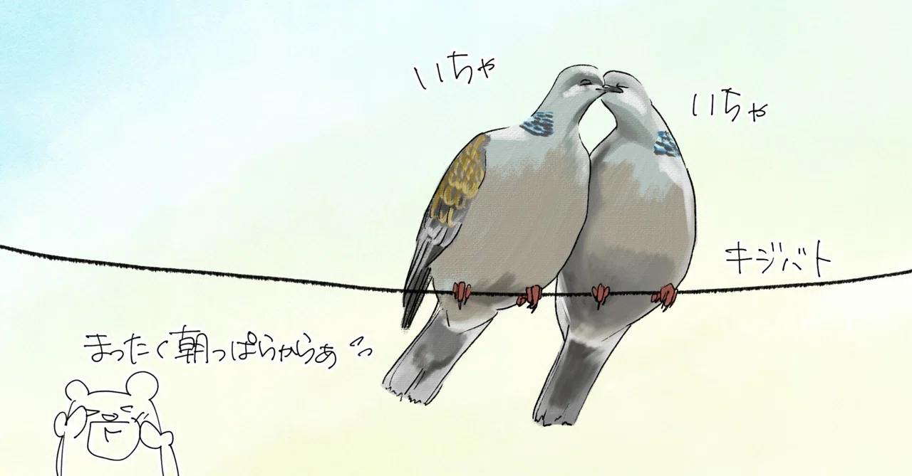 いちゃつくキジバト｜くますけ｜自然ガイド・クリエイター