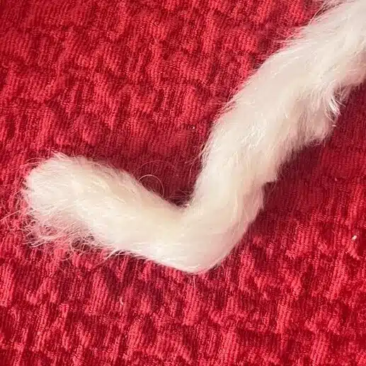 飛騨俊吾