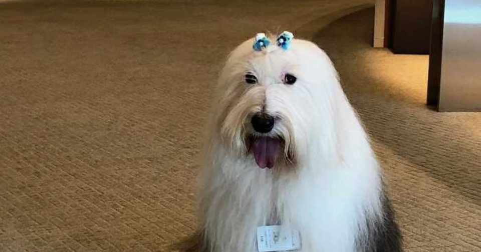 老犬と殺虫剤 夢日記 かなしい夕やけ Note