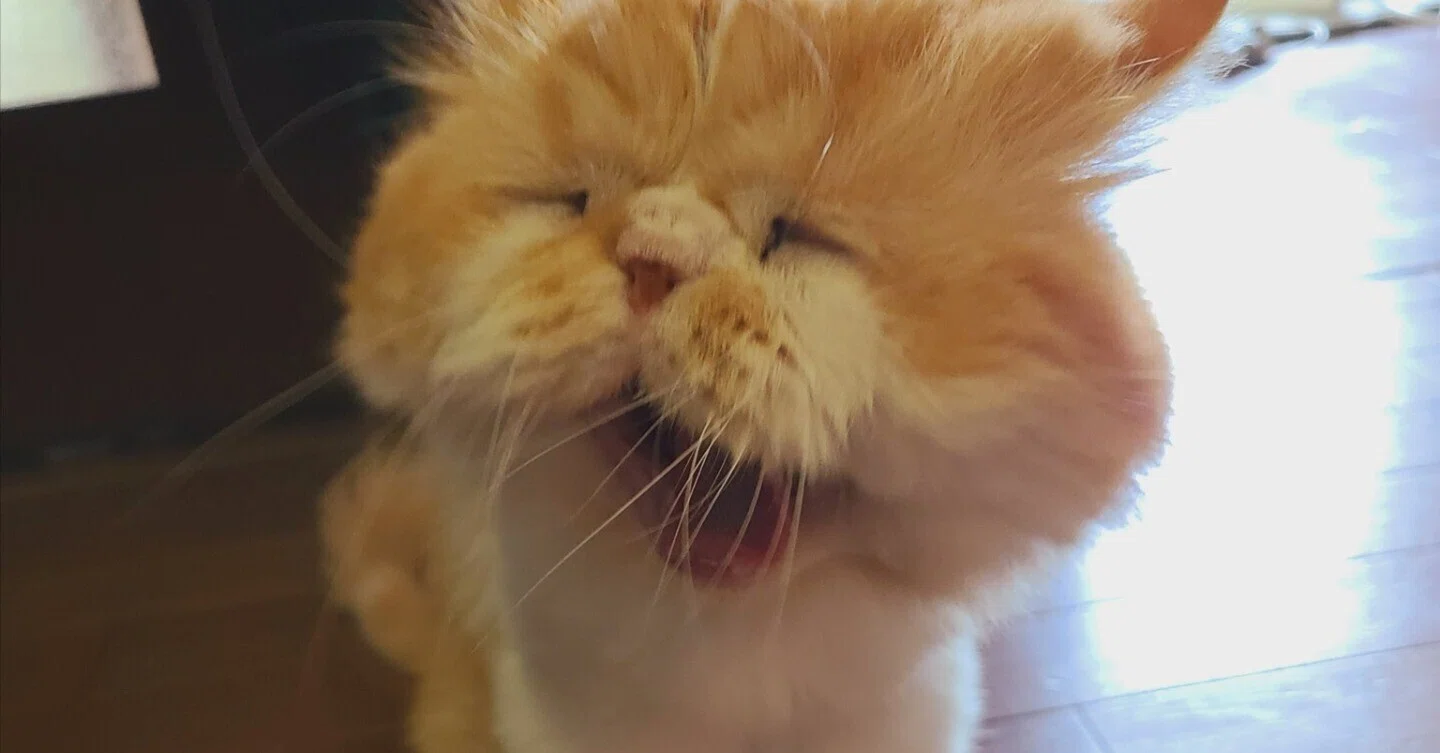 寝起き感がハンパない！眠いのにわざわざお出迎えする猫ちゃんのあくび