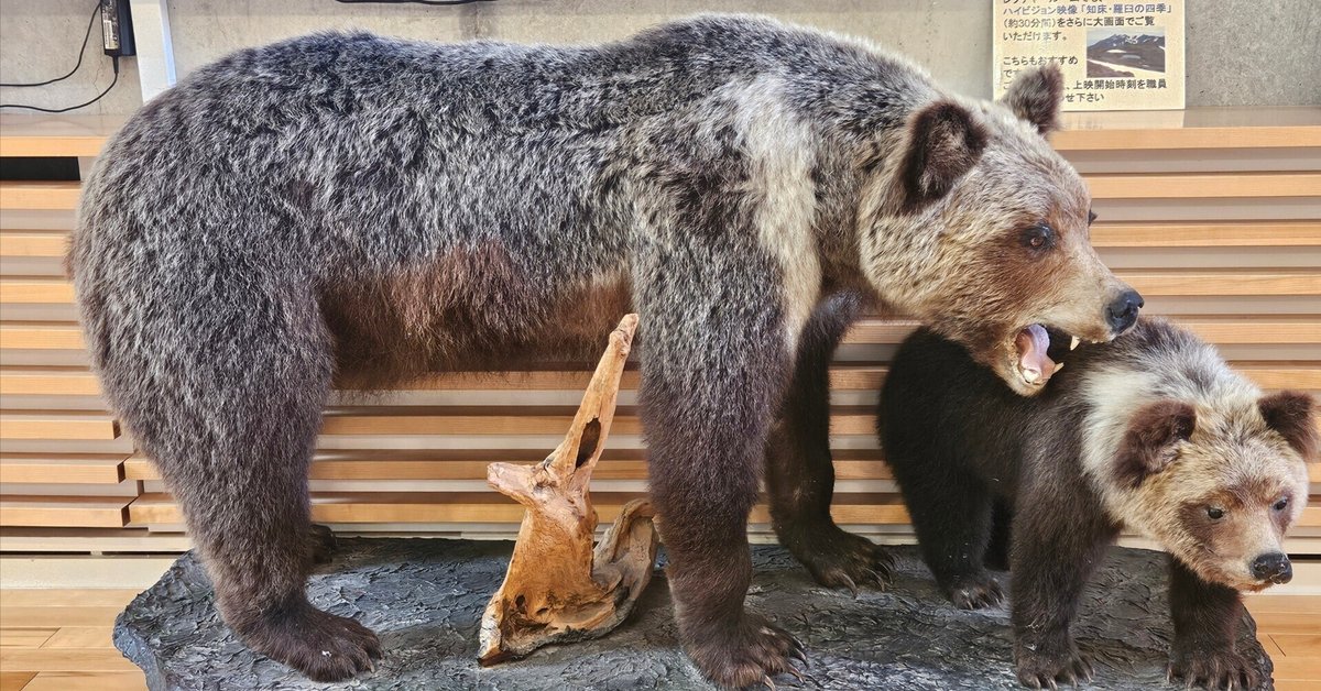 ヒグマの高密度生息地へ｜旅する飲んべえ·さちこ