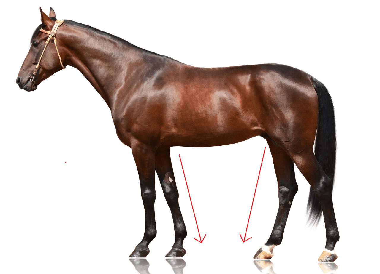 要注意 これは敬遠すべき 立ち写真から見抜く 一口馬主マスターb Note 要注意 これは敬遠すべき 立ち写真から見抜く 一口馬主マスターb Note