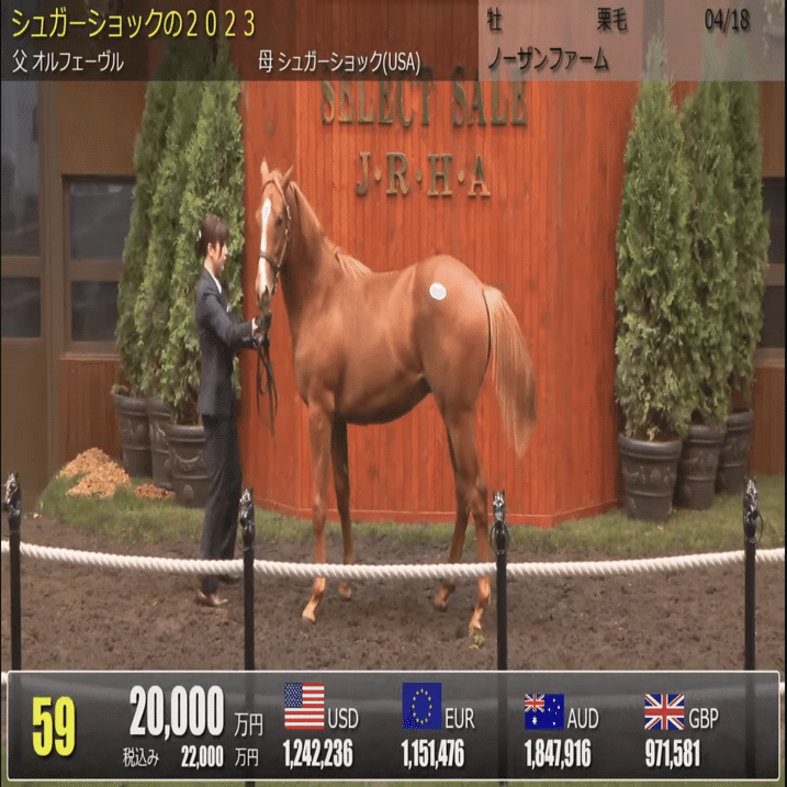 オルフェーヴル産駒 セレクトセール2024 まとめ｜らいあー