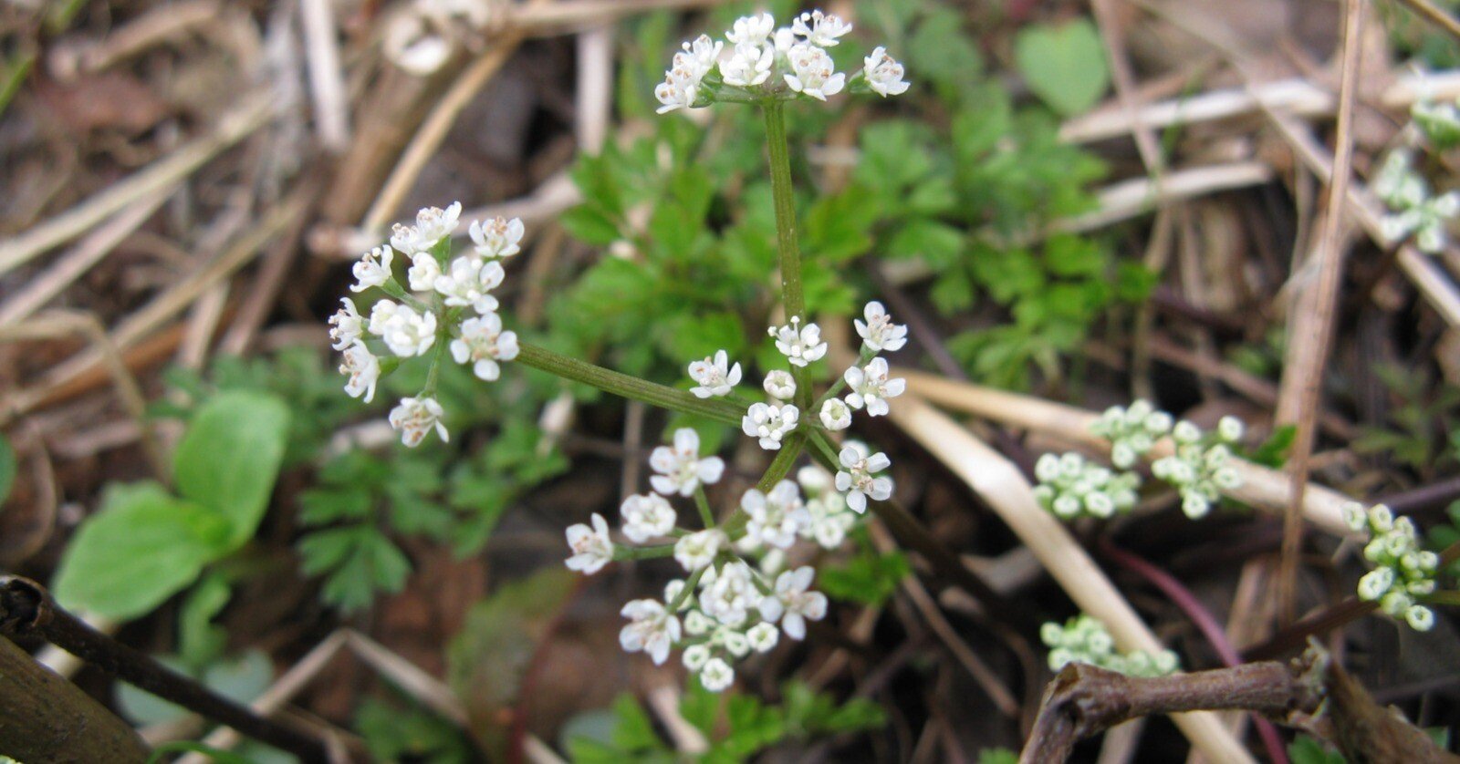 かつての里山に暮らす動植物 その3 草～小さくても印象的～｜森中遊助