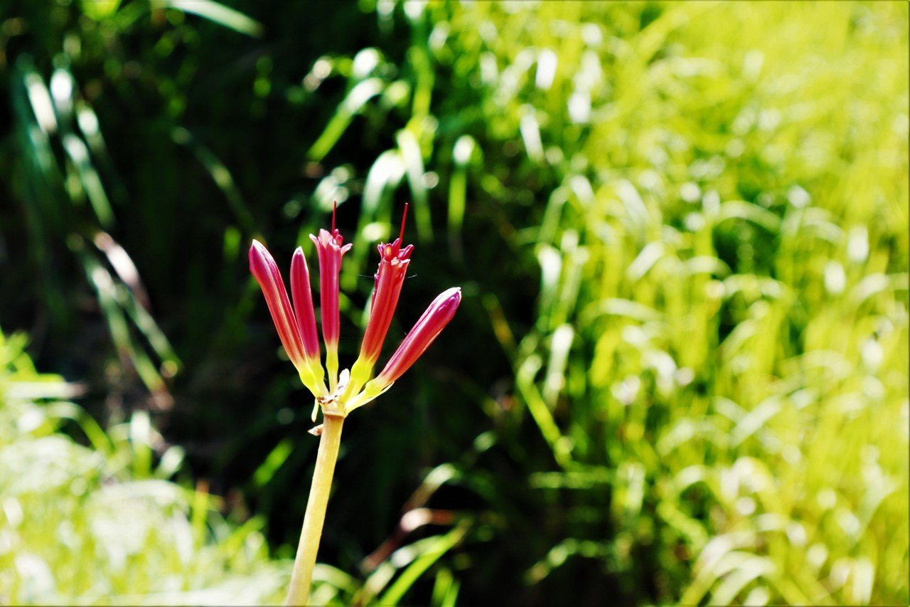 彼岸花の花言葉 青木詠一 Note