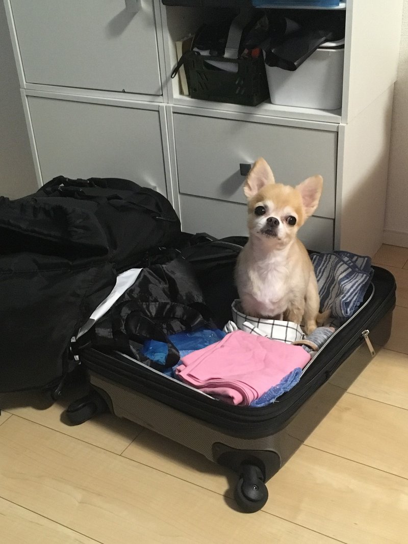狭いところが 好きなんだワん 犬癖その It S Me Note 狭いところが 好きなんだワん 犬癖その It S Me Note