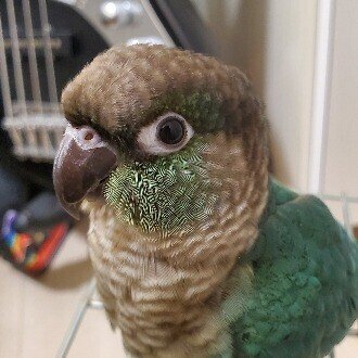 まえぽん@Notion構築