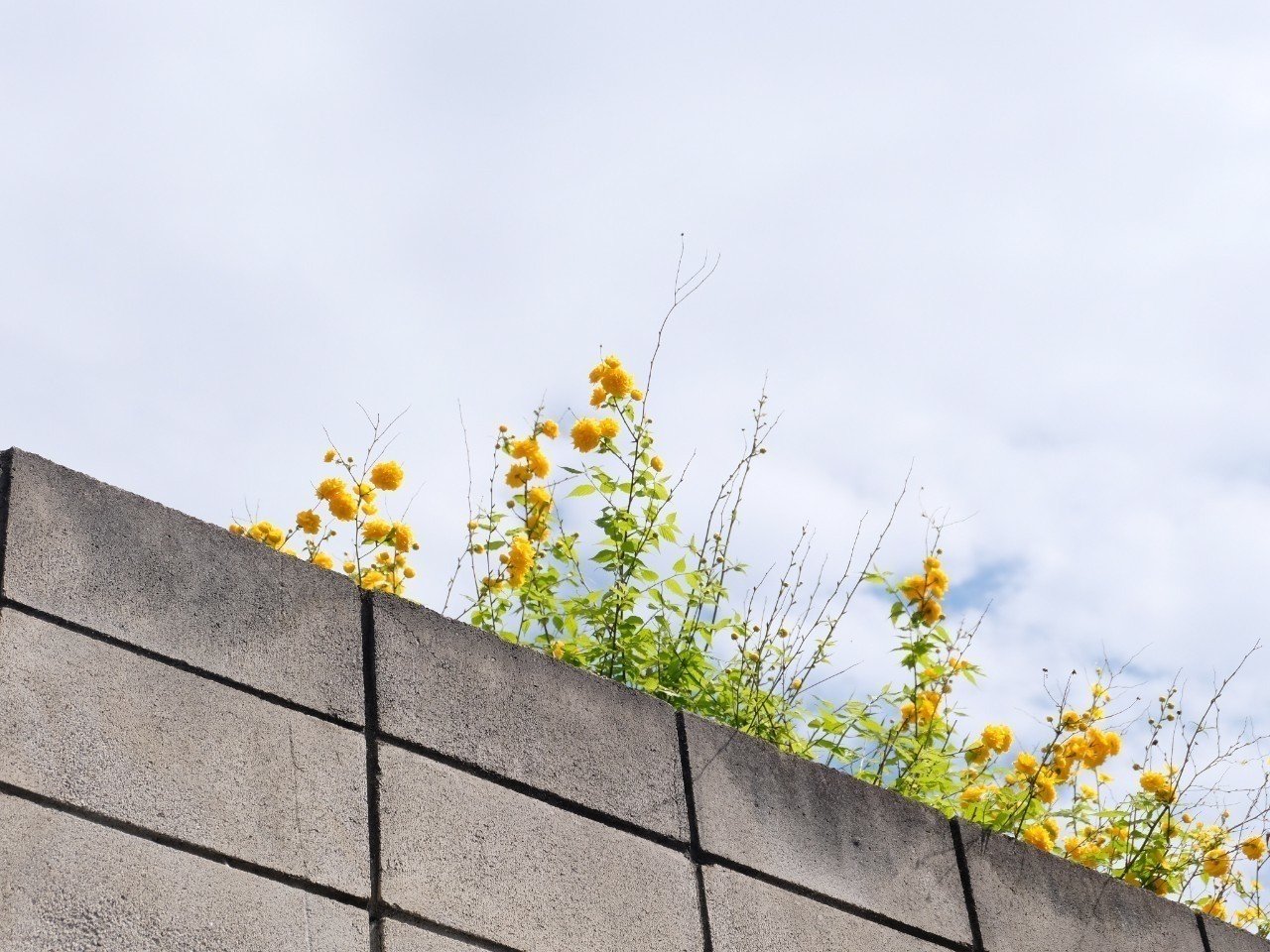10月の牡牛座の運勢 しいたけ占いのしいたけ