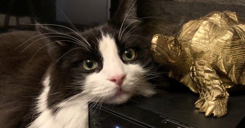 我が家の大きな猫ノア わかめ Note