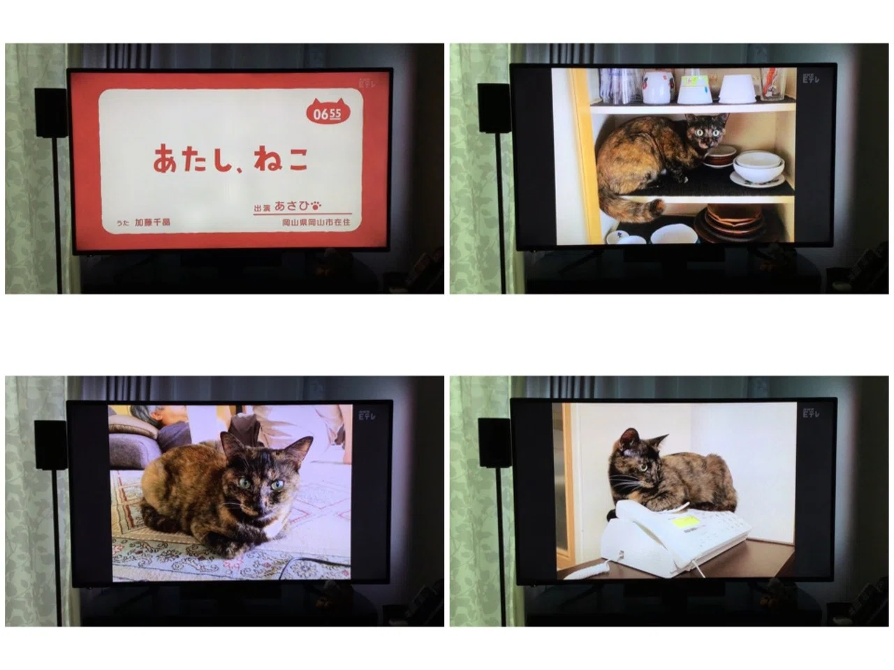 飼い主さんに応募のおすすめ 猫野サラ 漫画家 Note 飼い主さんに応募のおすすめ 猫野サラ 漫画家 Note