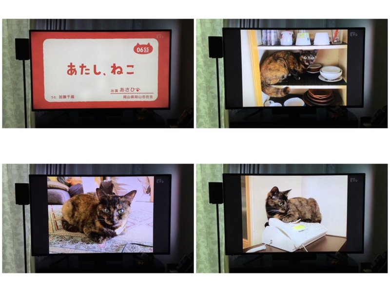 飼い主さんに応募のおすすめ 猫野サラ Note 飼い主さんに応募のおすすめ 猫野サラ Note