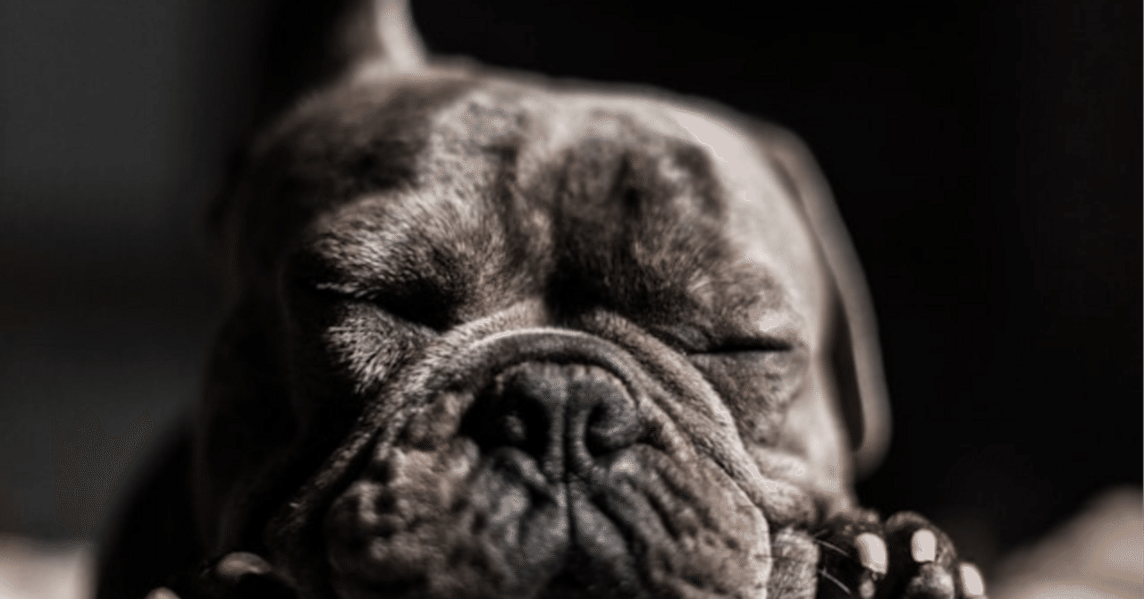 パグとフレンチブルドッグの豪華な王冠を被ったオブジェ(8682) | 一年中クリスマスのお店R-dott.(アールドット), image size:1280x670