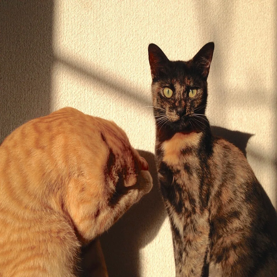 飼い主さんに応募のおすすめ 猫野サラ 漫画家 Note