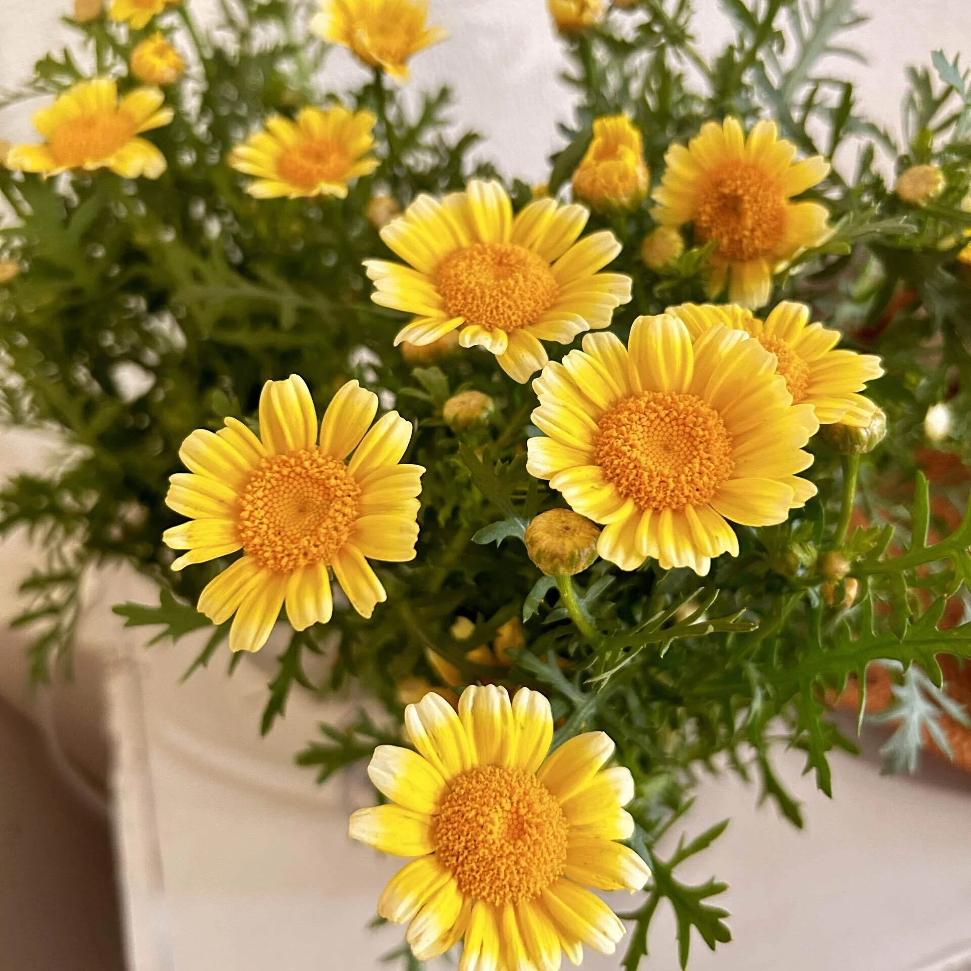 畑で春春菊を育てていたのですが、かなり長く食べさせてくれました