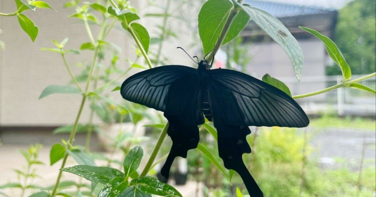 ジャコウアゲハの羽化に思う｜山形 彩子 MATSURIKA SAVON