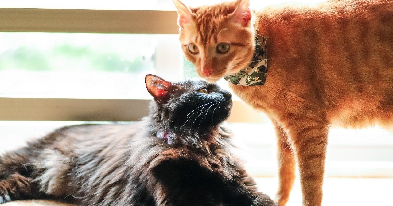 殴られても怒らない猫と ミランダ カーのような猫 Beco Note