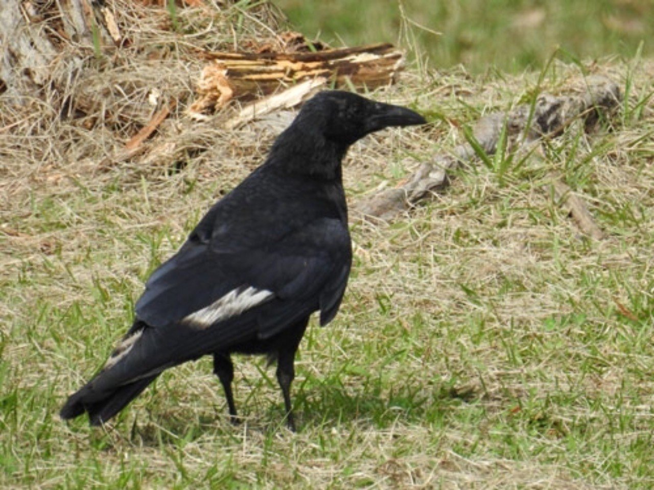 第560回 日本のハシボソガラス(12回目)｜翆野 大地