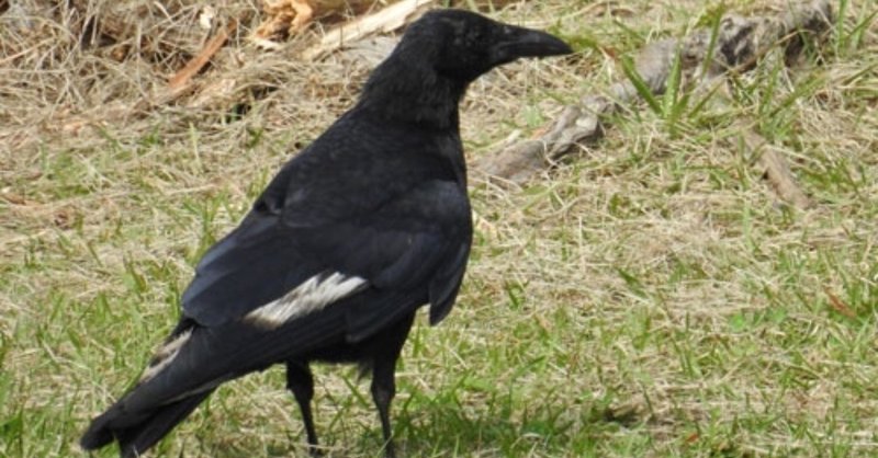 野鳥の中のカラス の新着タグ記事一覧 Note つくる つながる とどける