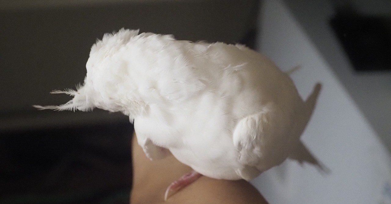 死がなくなると ドラえもんが怒る masaki iijima note