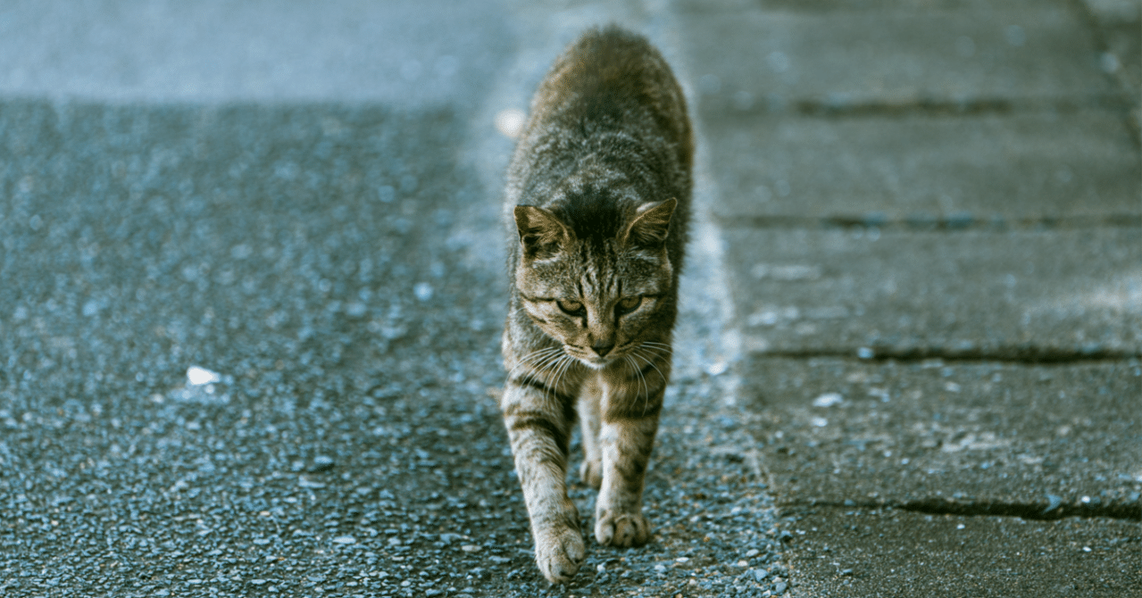 猫島「相島」🐈｜Hisamatsu Yoshiyuki