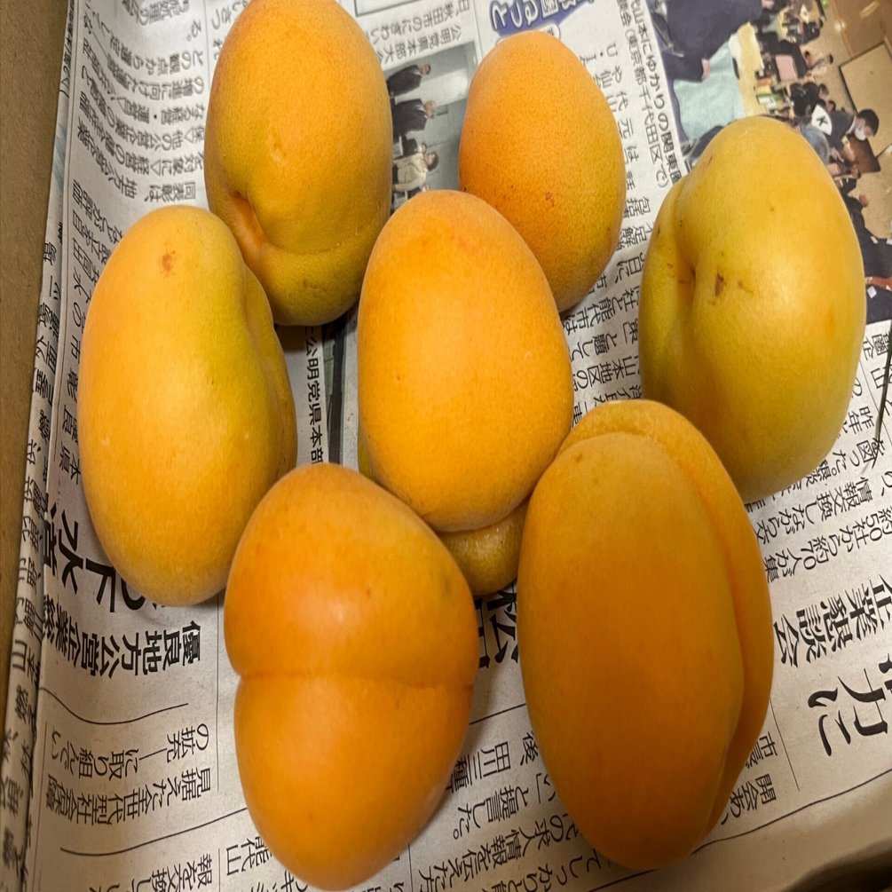 改めて八助梅の特徴を確かめる（おうみ梅との相違、おうみ梅の由来と謎