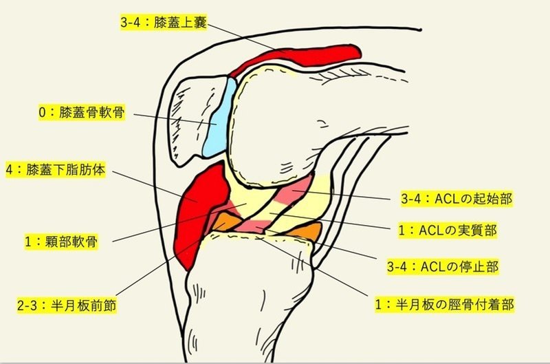 膝蓋下脂肪体と疼痛の関連 たくみロドリゲス 運動器理学療法士 Note