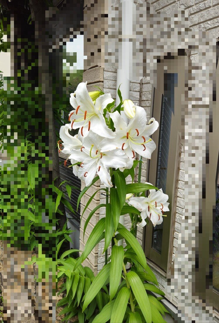 今年も立派な白百合子が✨✨